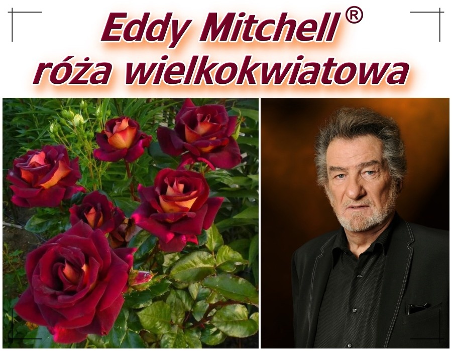 Eddy Mitchell® róża wielkokwiatowa 
